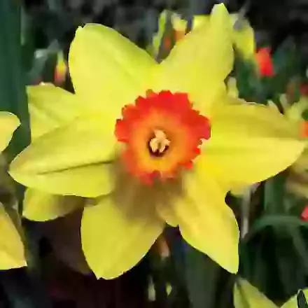 Red Devon
